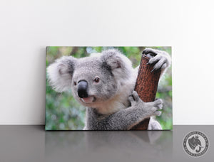 Cuadro Decorativo D041 - Koala
