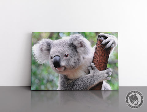 Cuadro Decorativo D041 - Koala
