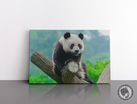 Cuadro Decorativo D045 - Oso Panda