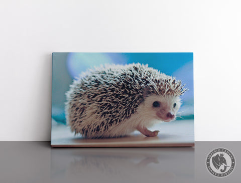 Cuadro Decorativo D046 - Pequeño Erizo