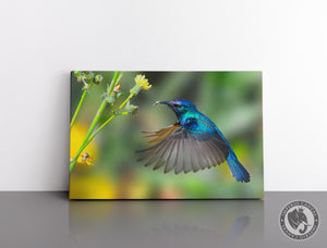 Cuadro Decorativo D047 - Colibrí Azul