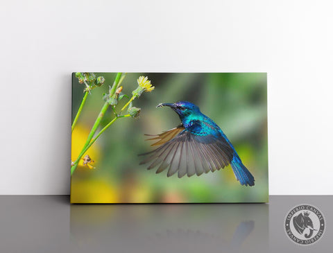 Cuadro Decorativo D047 - Colibrí Azul
