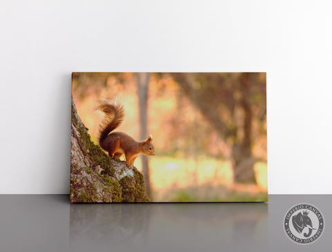 Cuadro Decorativo D049 - Ardilla Curiosa