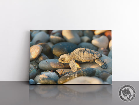 Cuadro Decorativo D050 - Tortuga Pequeña