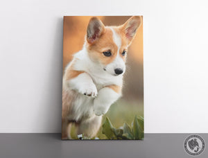 Cuadro Decorativo D053 - Cachorro Corgie