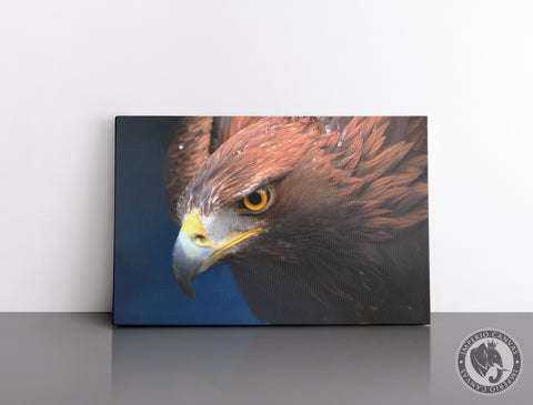 Cuadro Decorativo D054 - Aguila Real