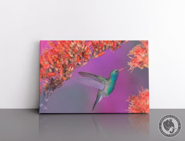 Cuadro Decorativo D055 - Colibrí