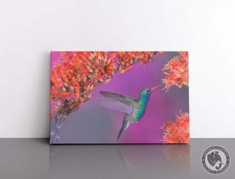 Cuadro Decorativo D055 - Colibrí