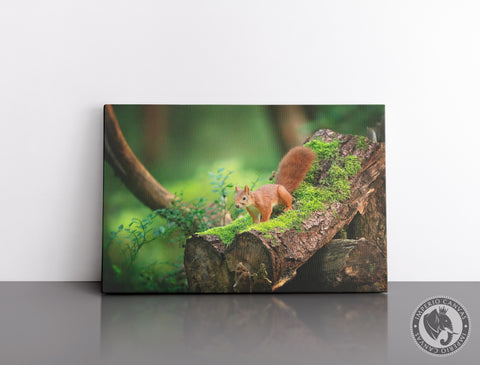Cuadro Decorativo D057 - Ardilla