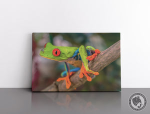 Cuadro Decorativo D058 - Rana Exotica