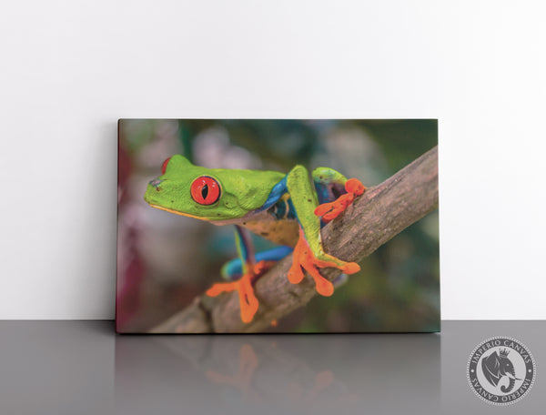 Cuadro Decorativo D058 - Rana Exotica