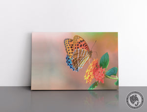Cuadro Decorativo D059 - Mariposa Colorida