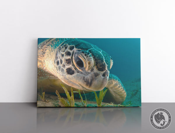 Cuadro Decorativo D103 - Tortuga del Mar