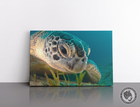 Cuadro Decorativo D103 - Tortuga del Mar