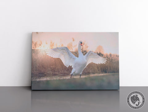 Cuadro Decorativo D104 - Cisne Imperial