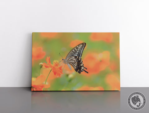 Cuadro Decorativo D105 - Mariposa Colorida