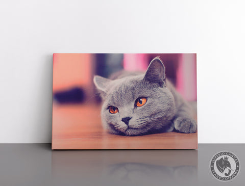 Cuadro Decorativo D106 - Gato Relajado